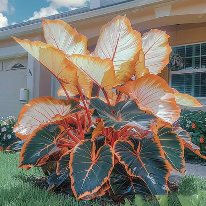 🎁2025 Special Offer🍃 Rare Hosta Flower Seeds🌿