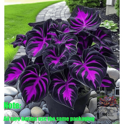 🎁2025 Special Offer🍃 Rare Hosta Flower Seeds🌿