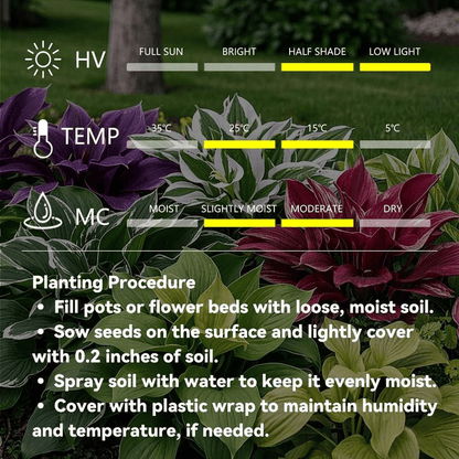 🎁2025 Special Offer🍃 Rare Hosta Flower Seeds🌿