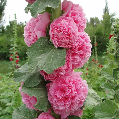 🏆 50K+ SOLD!🌺Double Hollyhock Seeds – Fall & Winter Planting, Perennial Blooms & Stunning Garden Elegance 🍂